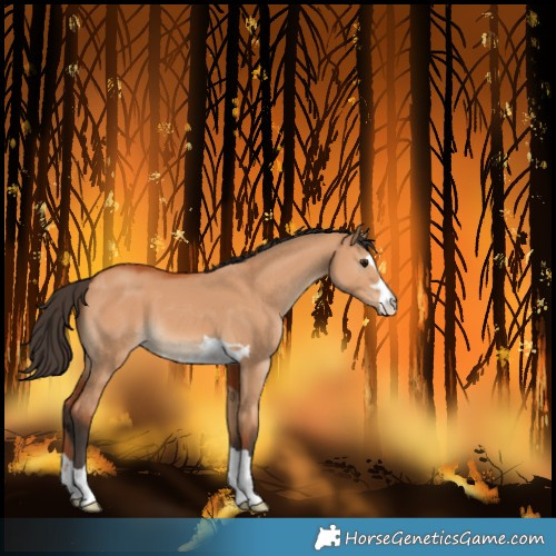 Horse Color:Bay Dun 