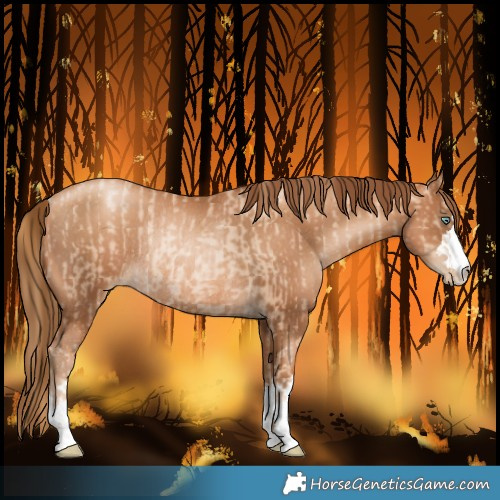 Horse Color:Unknown 