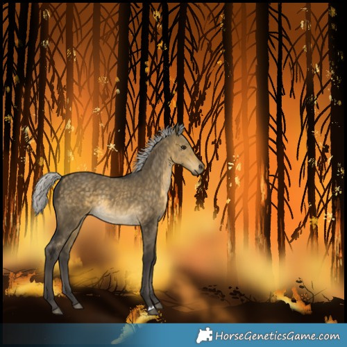Horse Color:Unknown 