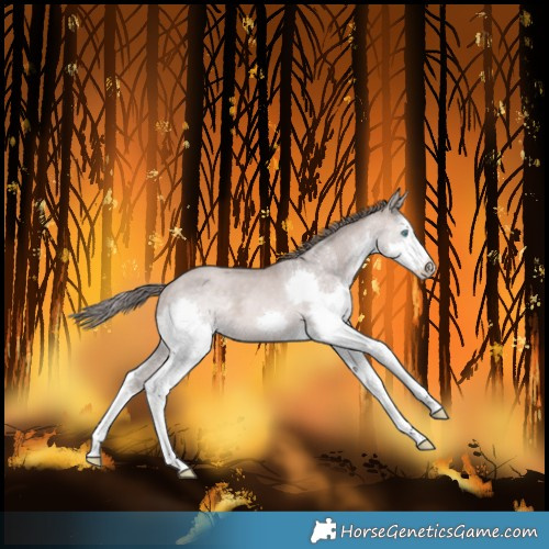 Horse Color:Unknown 