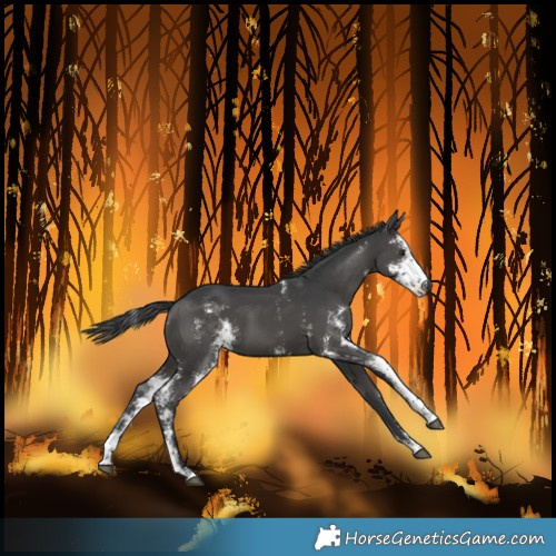 Horse Color:Unknown 