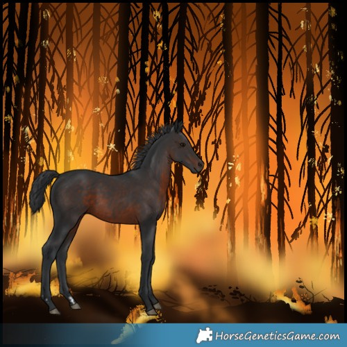Horse Color:Unknown 