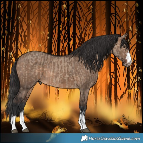 Horse Color:Brown Dun  and Brown Dun 