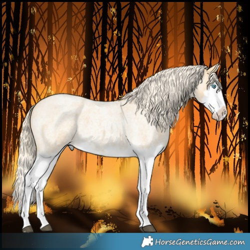 Horse Color:Palomino Roan Splash 