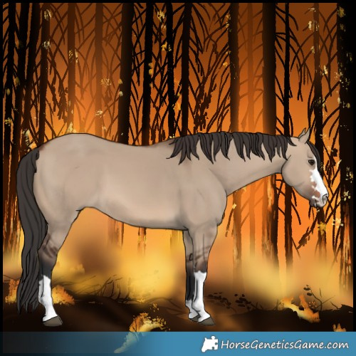 Horse Color:Brown Dun 