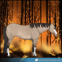 Horse Color:Brown Dun 