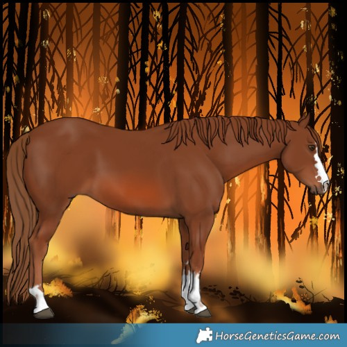 Horse Color:Chestnut 