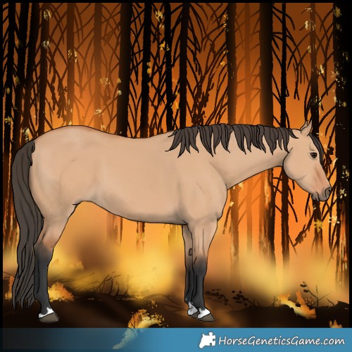 Horse Color:Bay Dun 