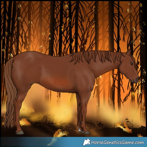 Horse Color:Chestnut 