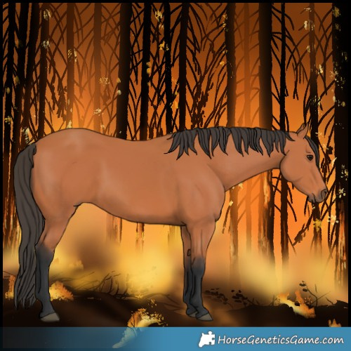 Horse Color:Bay 