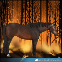 Horse Color:Gray Bay 
