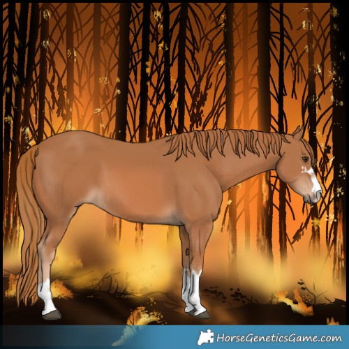 Horse Color:Chestnut 