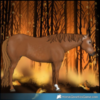 Horse Color:Gray Chestnut 