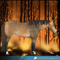 Horse Color:Buckskin 