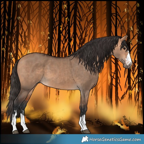 Horse Color:Bay Dun  and Bay Dun 
