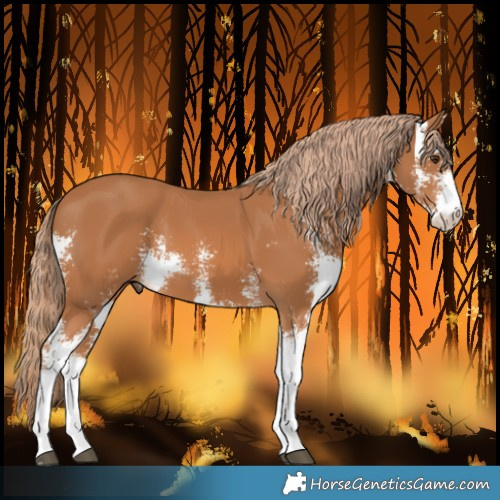 Horse Color:Chestnut Sabino 