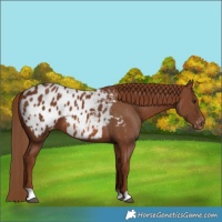 Horse Color:Chestnut Blanket 