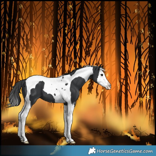 Horse Color:Black Splash Tobiano 