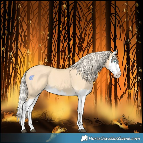 Horse Color:Palomino Dun Splash