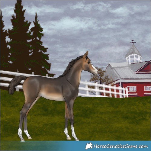 Horse Color:Buckskin 