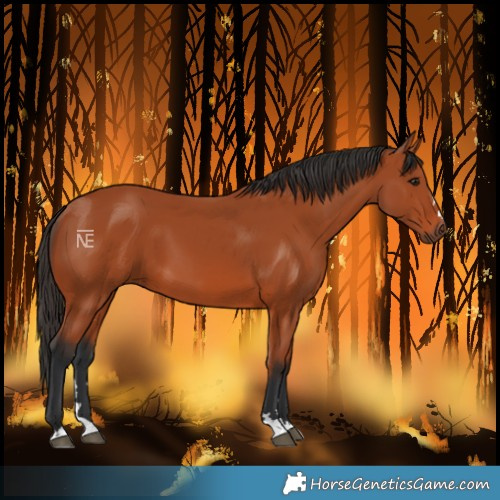 Horse Color:Bay 