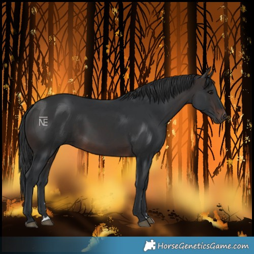Horse Color:Brown 