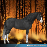 Horse Color:Black Splash