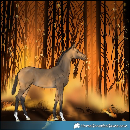 Horse Color:Unknown 