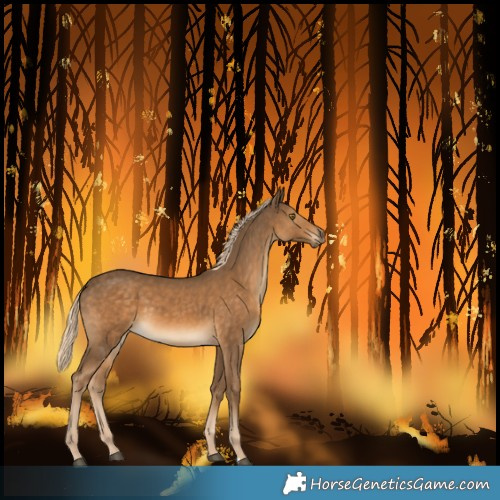 Horse Color:Unknown 