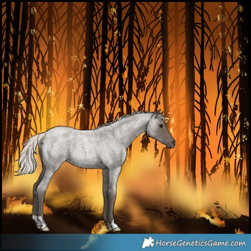 Horse Color:Silver Blue Roan 