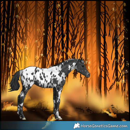 Horse Color:White Spotted Black Blanket 