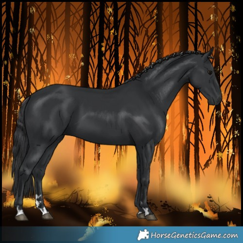 Horse Color:Black 