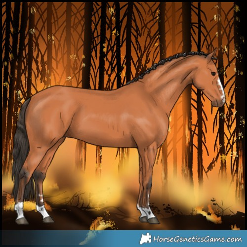 Horse Color:Bay 