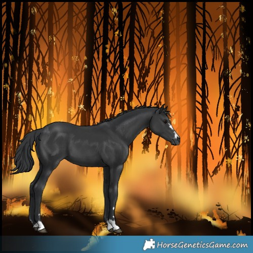 Horse Color:Black 