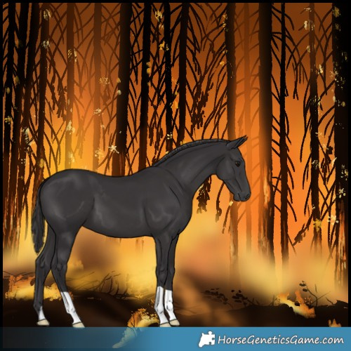 Horse Color:Smoky Black 