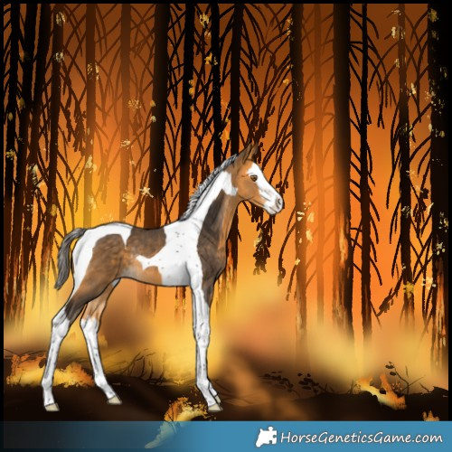 Horse Color:Buckskin Splash Tobiano Rabicano