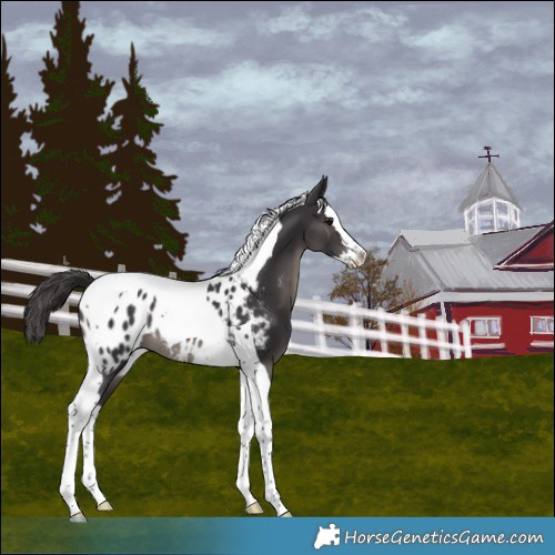 Horse Color:Smoky Black Splash Tobiano Blanket Rabicano 
