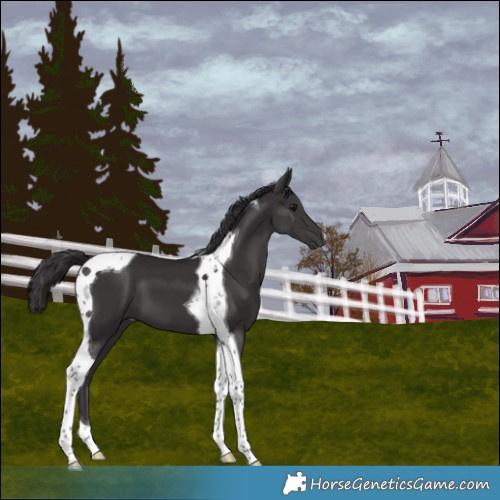 Horse Color:Smoky Black Tobiano