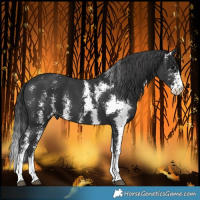Horse Color:Black Sabino