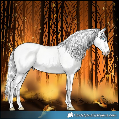 Horse Color:Cremello Dun 