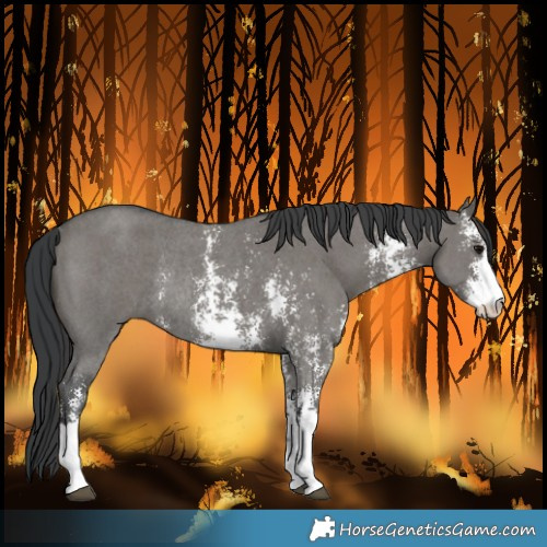 Horse Color:Grullo Sabino Rabicano 