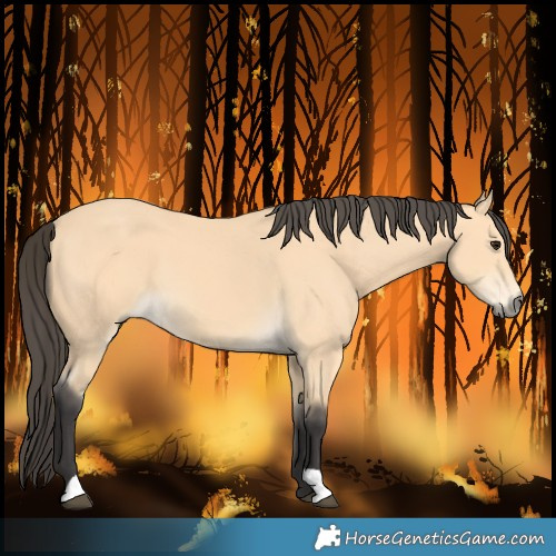 Horse Color:Buckskin 