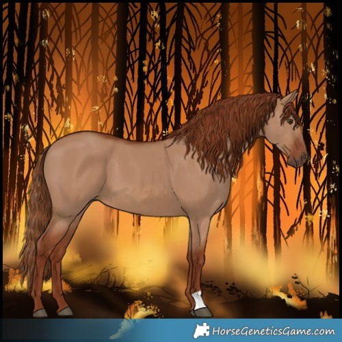 Horse Color:Red Dun