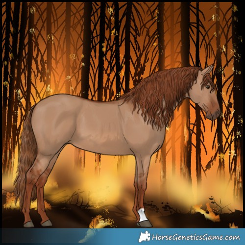 Horse Color:Red Dun