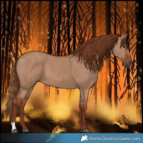 Horse Color:Red Dun 