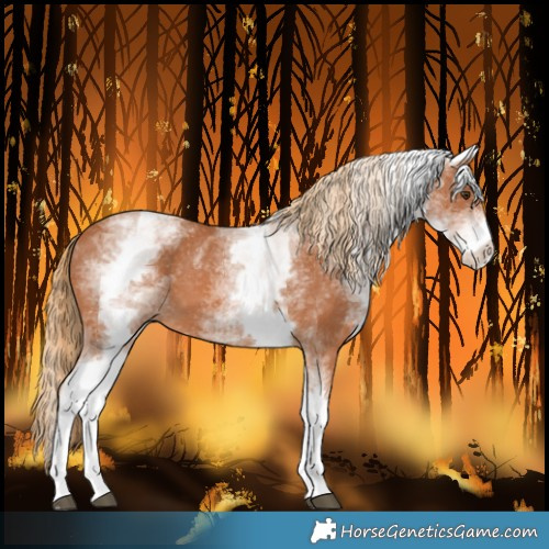 Horse Color:White Spotted Chestnut