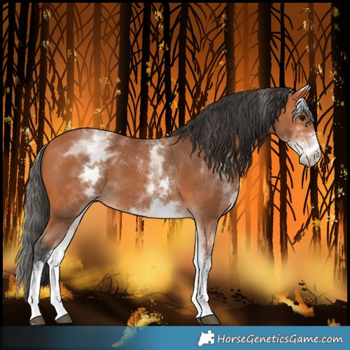 Horse Color:White Spotted Bay 