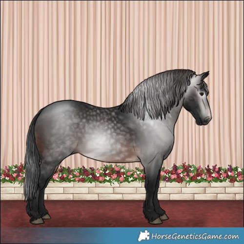 Horse Color:Gray Bay 