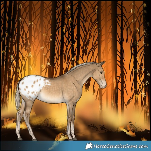 Horse Color:Chocolate Palomino Dun Varnish 