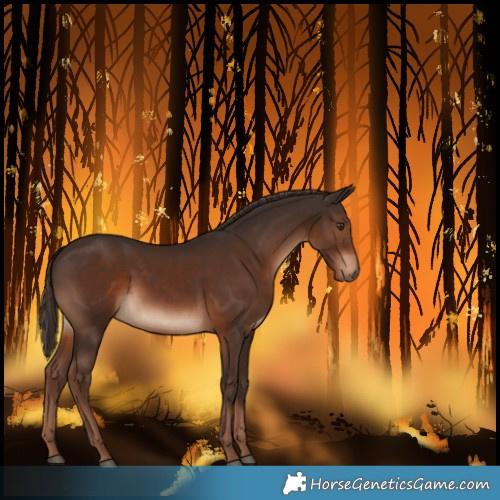 Horse Color:Liver Chestnut 